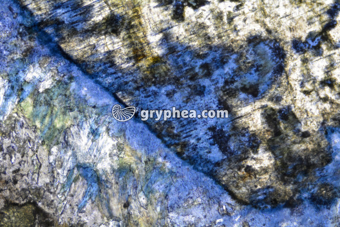 Glaucophane LPNA x25 - gryphea.com